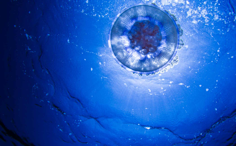 Diving Experiences
