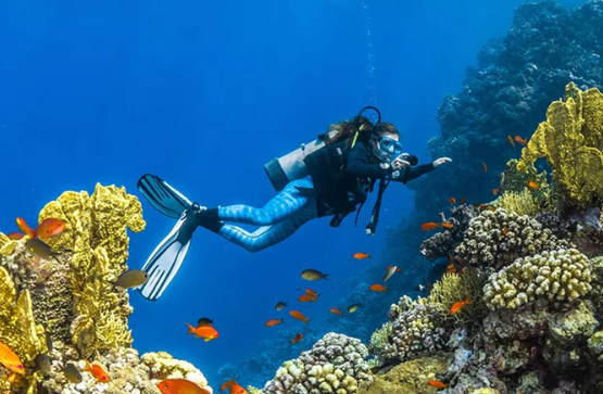Single dive experience | Red sea | 160 mins