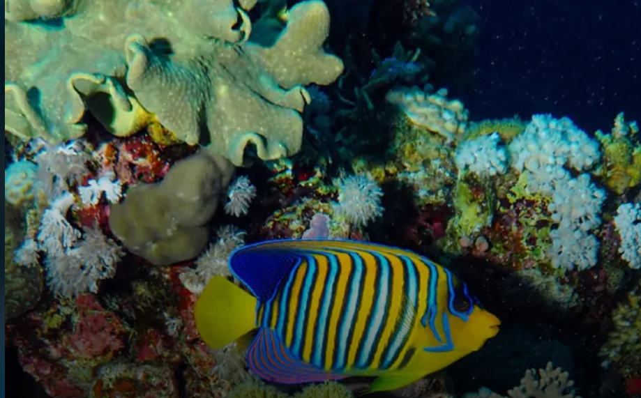 Single Night Dive Experience
