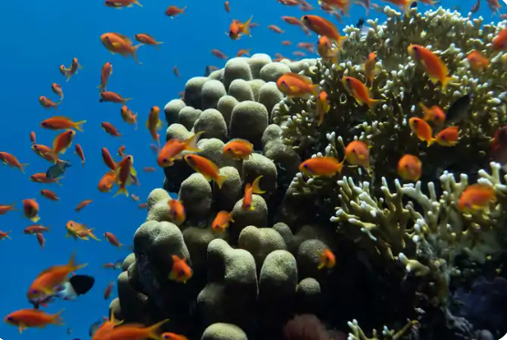 Snorkeling Experience