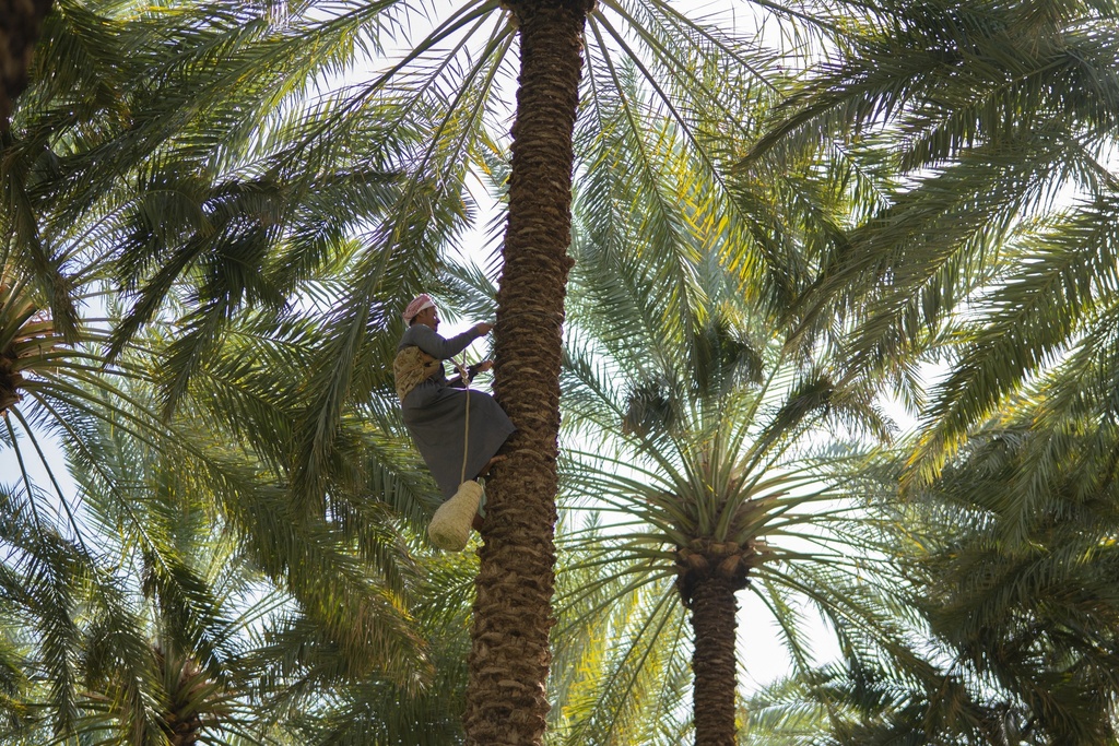 Royal Al-Ahsa Oasis