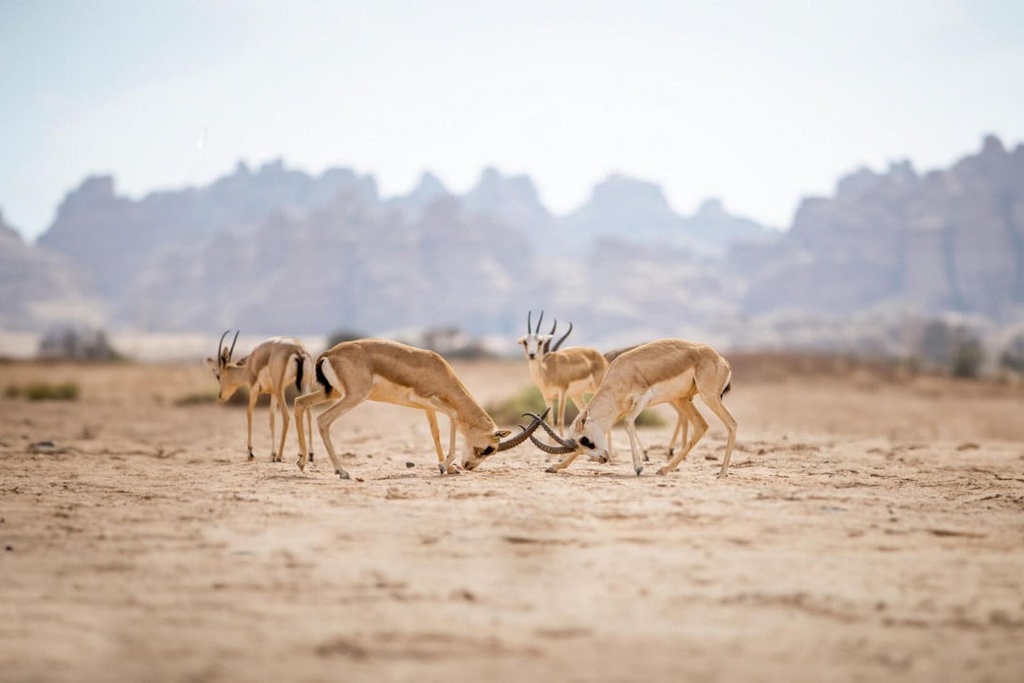 Hegra Wildlife & Nature Tour