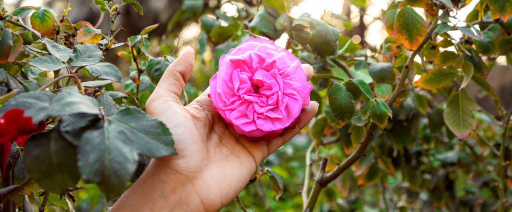 Al'Othman'Taifi Flower