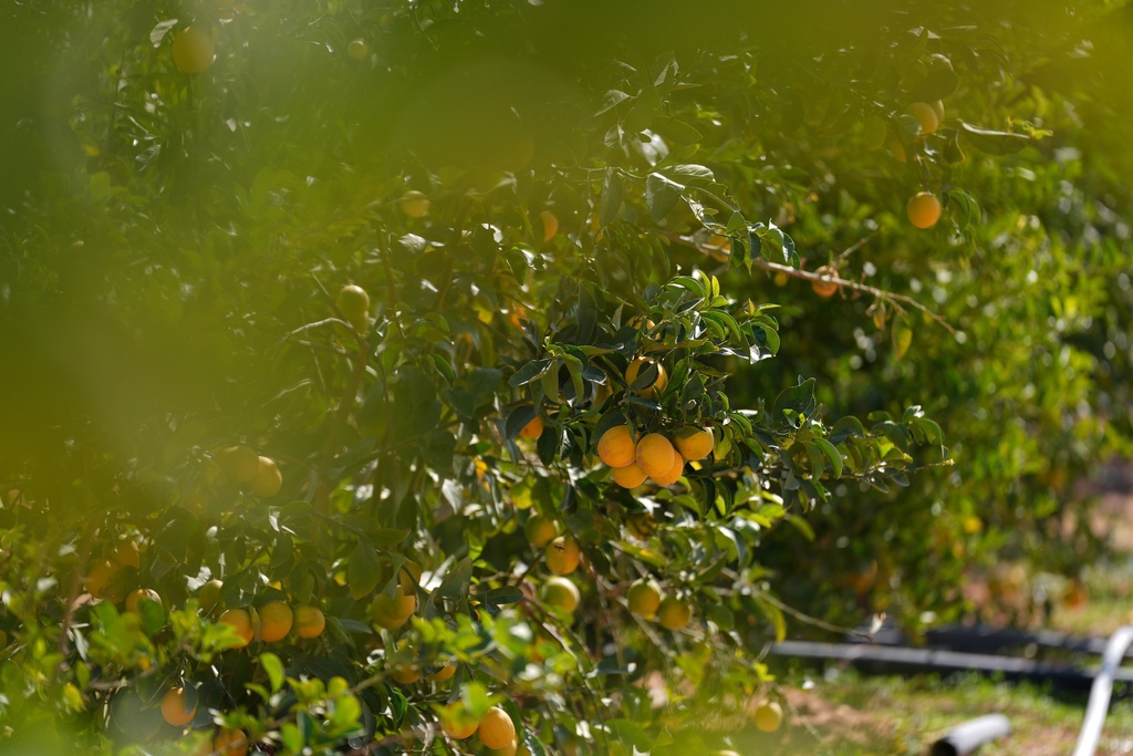 Hail Orange Tree farm