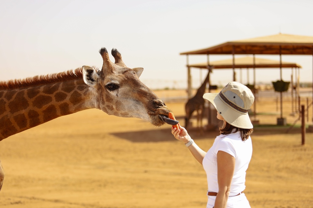 wildlife safari