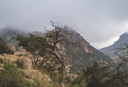 Taif Safari Trip