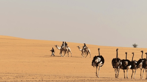 The Essence of Riyadh