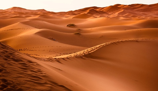 [D010137] Safari Offroad Riyadh
